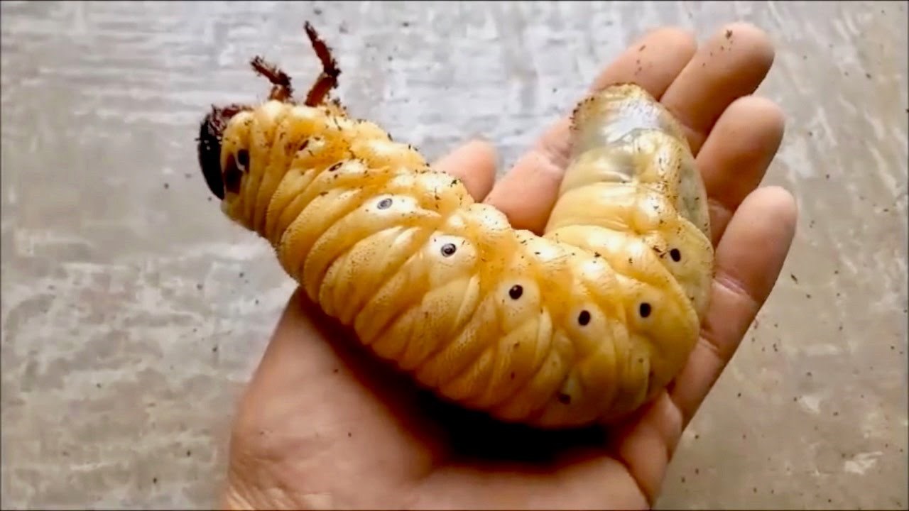 Pogledajte kako izgleda životni ciklus golemog američkog rogača