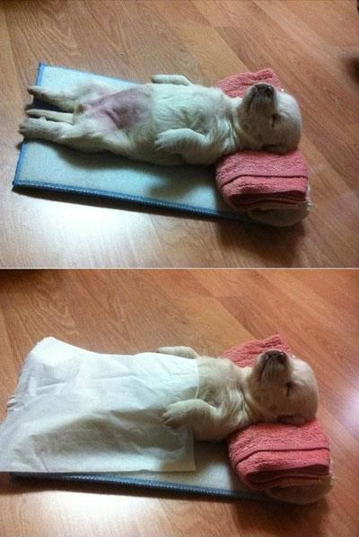 Kad ljubimac oponaša gazdu