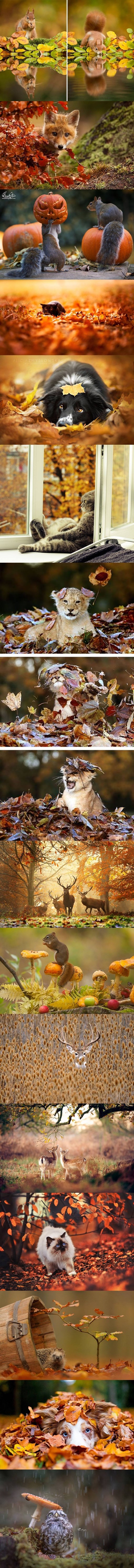 malo jesenskih nota..:)))