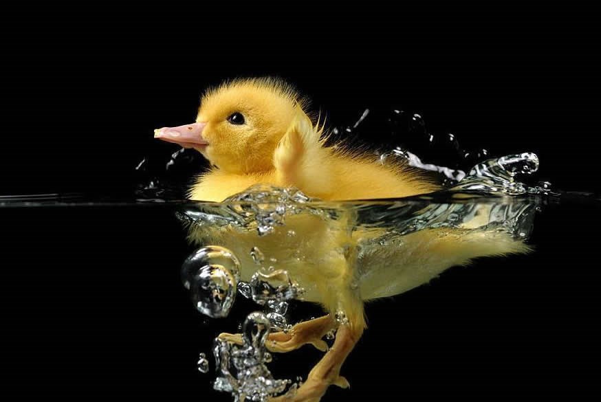 Prvi plivanac je biti ili ne biti