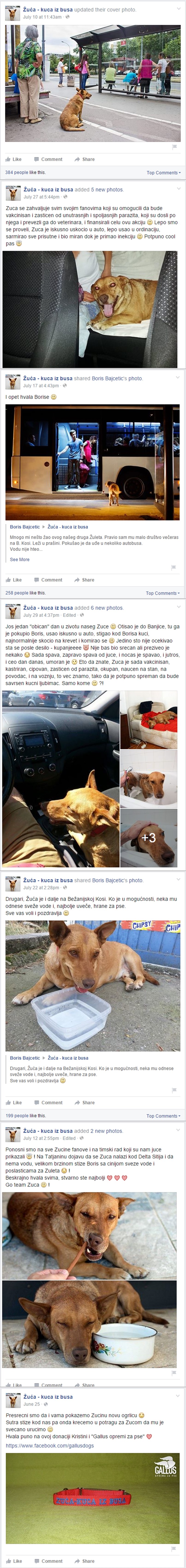 GALERIJA: Pas Žuća postao legenda Beograda - obožava vožnju busom, osvojio srca putnika!