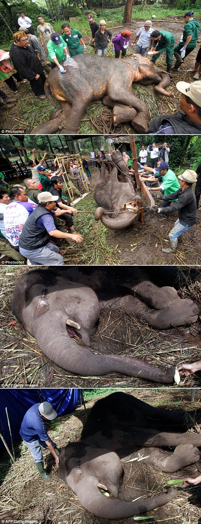 Umirućoj slonici suze potekle niz lice trenutak prije smrti