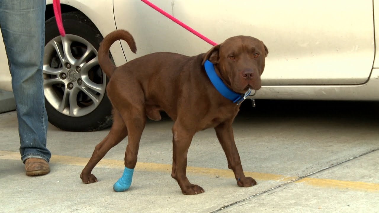 OTELI GA IZ NARUČJA SMRTI: Monstrum odanom psu pucao u glavu, "Anđeli" ga spasili