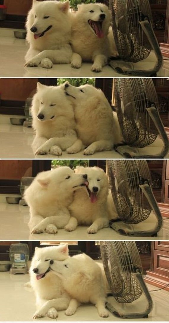 Ljubav: Pusice i maženje novopečenog para