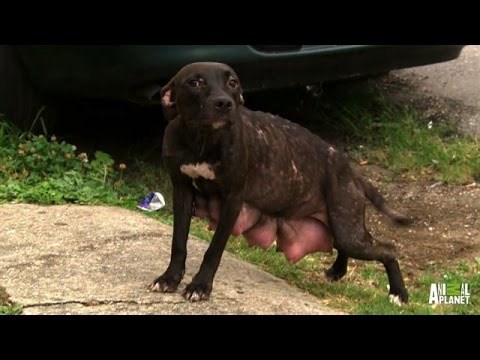 VIDEO: Hrabra mama pit bullica riskirala život i prišla ljudima zamoliti da joj spase psiće!