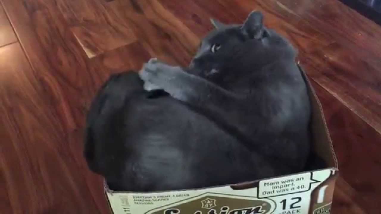 VIDEO: Pokačila se sa vlastitim repom i ništa joj nije jasno... Luda mačka!