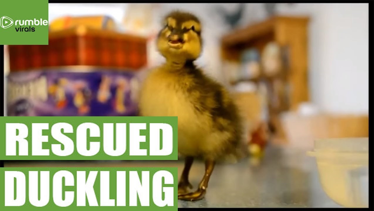 VIDEO: Velike avanture spašenog pačića