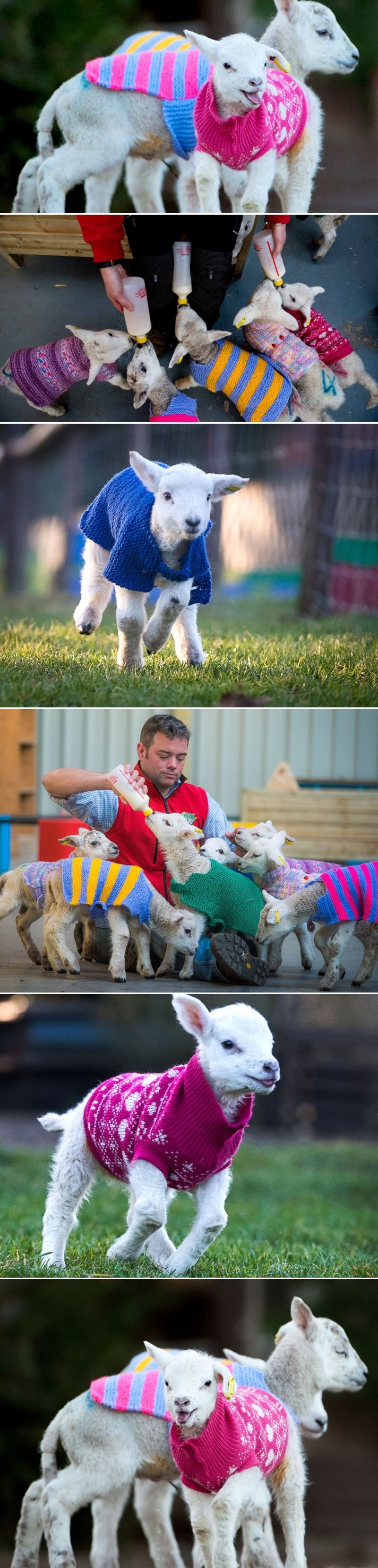 Nepoznati dobročinitelj za bebe koze ispleo hrpu šarenih vestica da lakše prežive