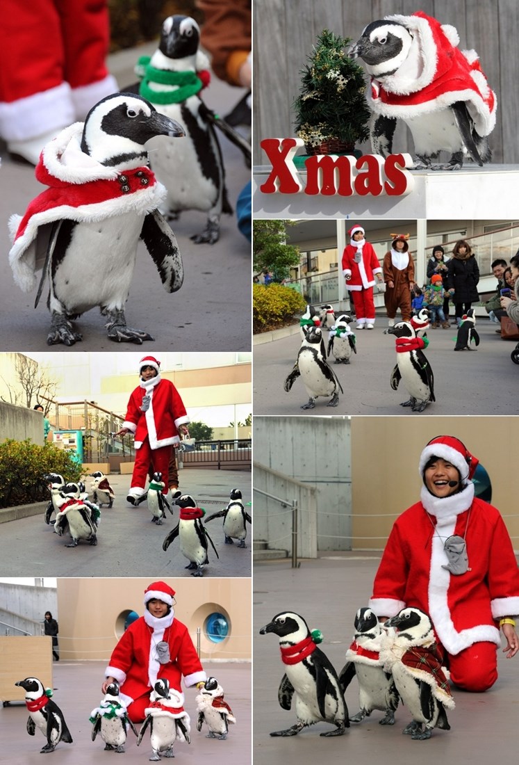 Pingvini dobili božićne kostime