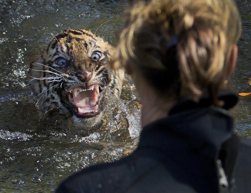 Ma kud tigra u vodu, jel ti život drag!?