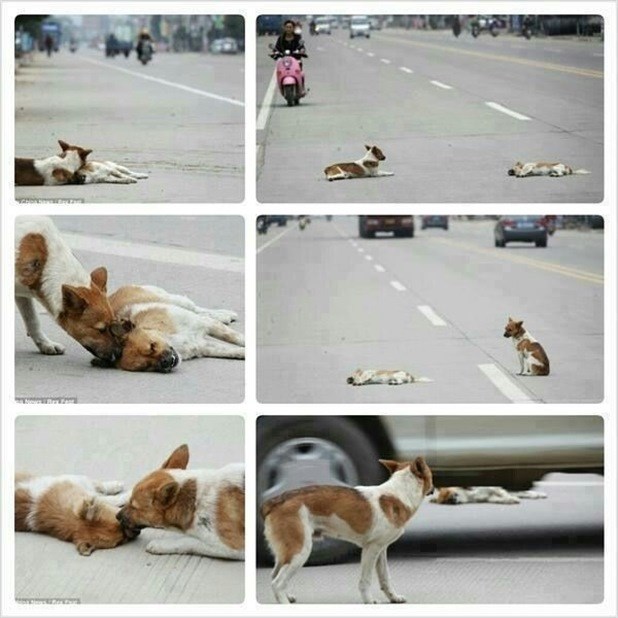 TopŽivotinje 2014: Ne ostavlja je ni kad više nema spasa