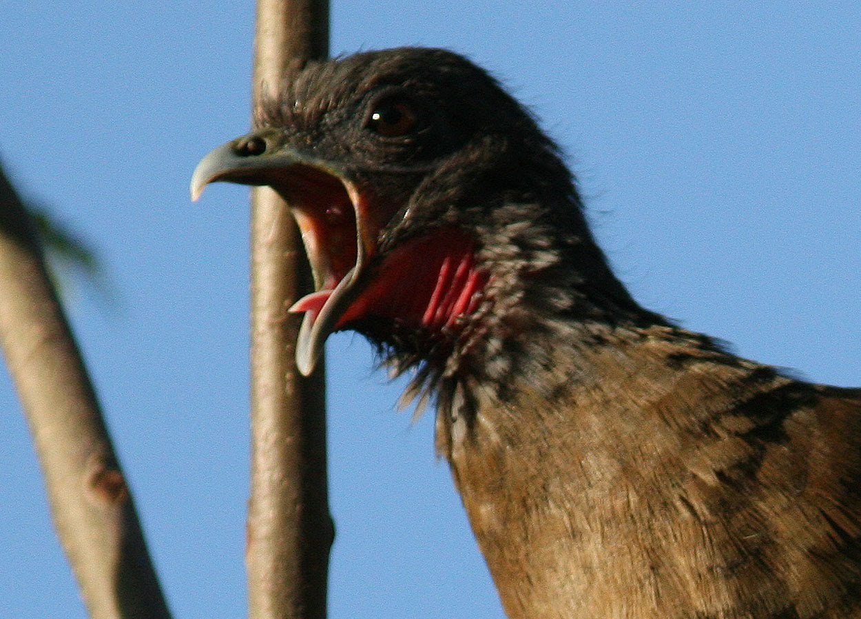 Kompilacija napada bijesnih ptica pokazala da su prava mala gamad!