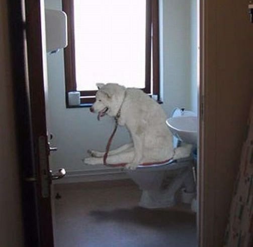 Ljubimac godine: Pas s Nobelom za kakanje