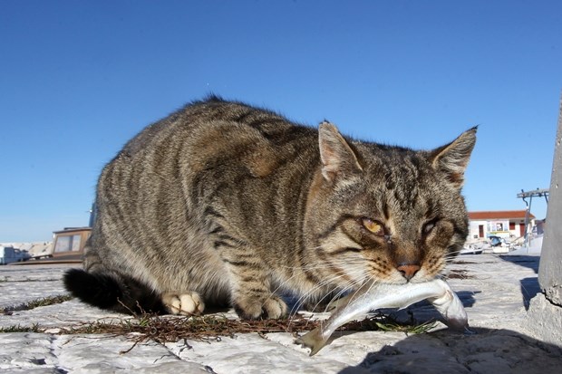 Spretni mačak ugrabio slastan ručak