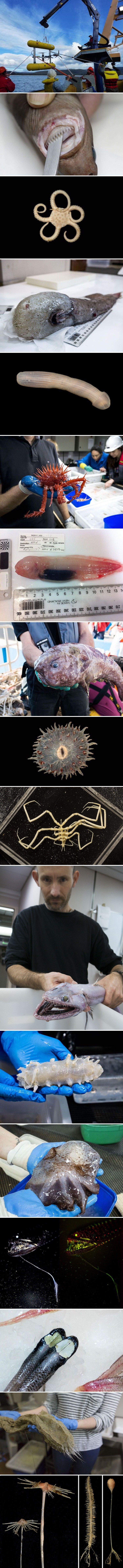 Australski podvodni svijet pun je jezivih stvorenja koja izgledaju kao da su s nekog drugog planeta