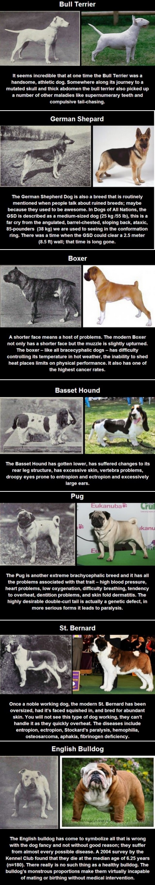 Galerija: Užas uništavanja pasmina umjetnom selekcijom