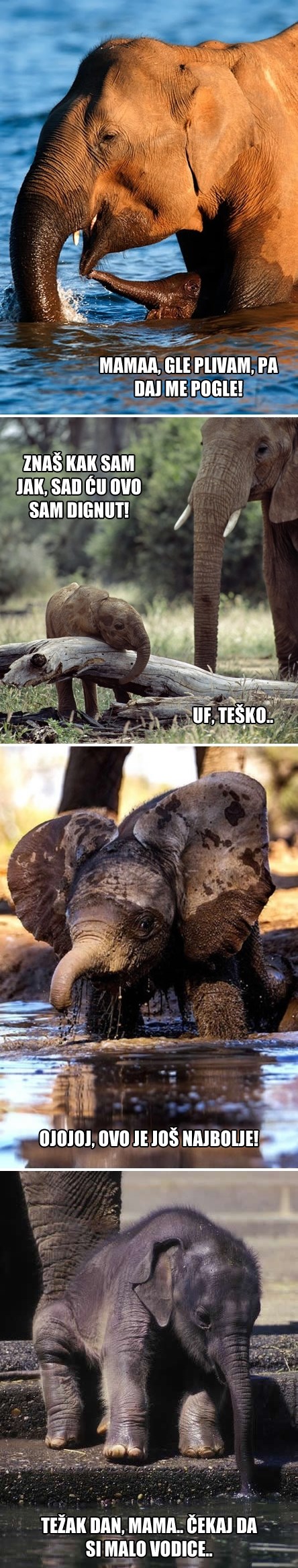 Jedan dan u životu avanturističkog Slonića Tonića