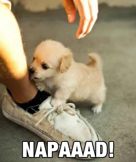 Preslatki psić pusicama "napao" gazdu