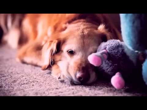 I na deveti dan, Bog stvori psa..