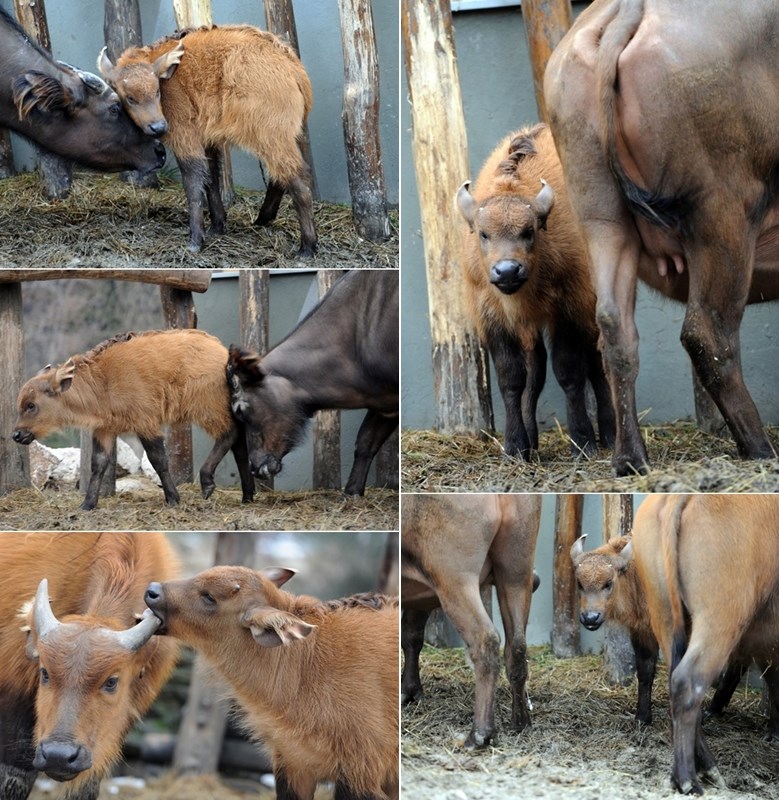 Mali afrički šumski bivol s mamom i rođacima