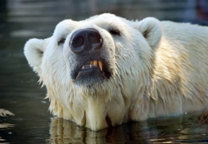Polarni medo imao loš dan, ne gnjavi ga bezveze po vrućinama