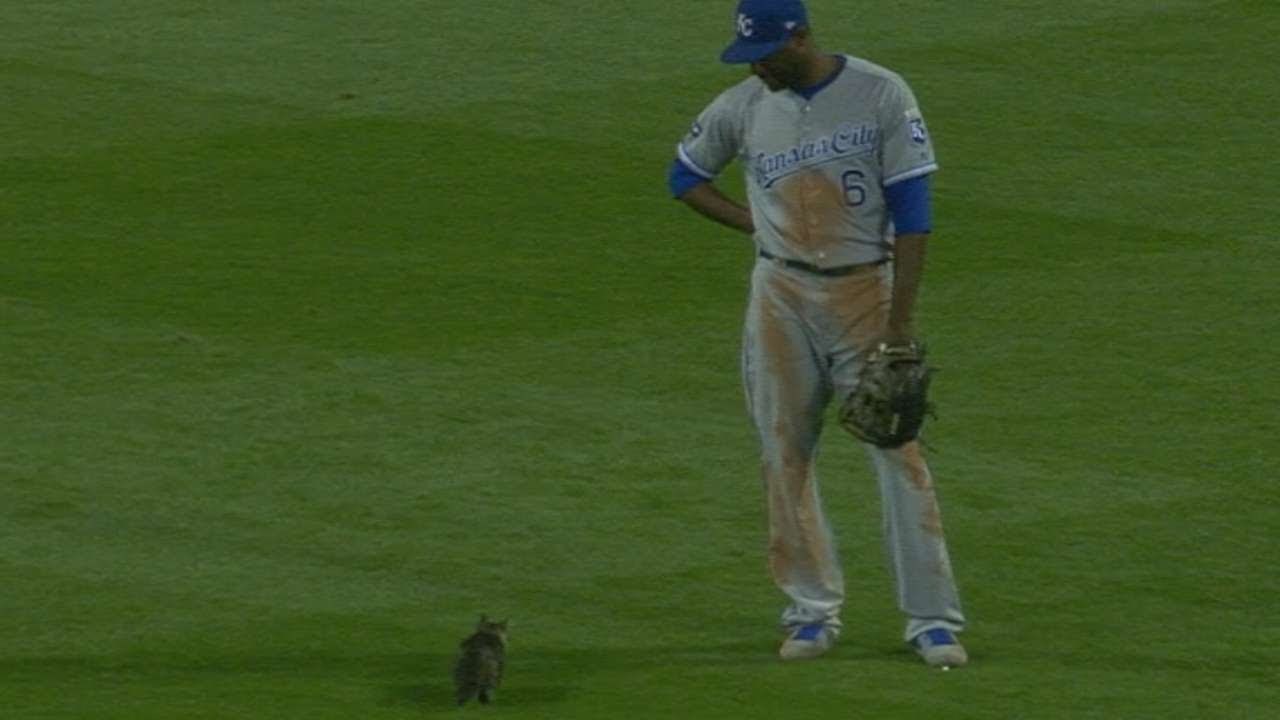 Malena maca prekinula je utakmicu baseballa i nasmijala cijeli stadion