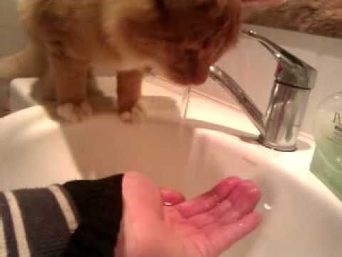 VIDEO: Mačka izdresirala vlasnicu, pogledajte kako naređuje!