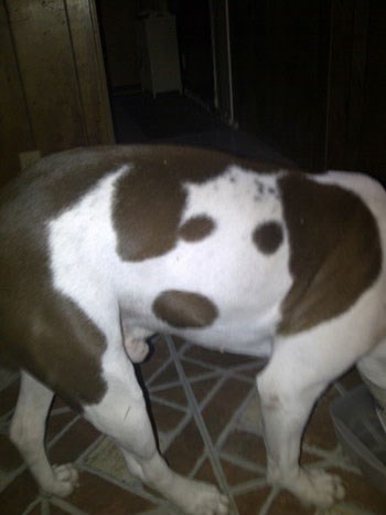 Pas na psu: Virtualni prijatelj mu uvijek čuva leđa