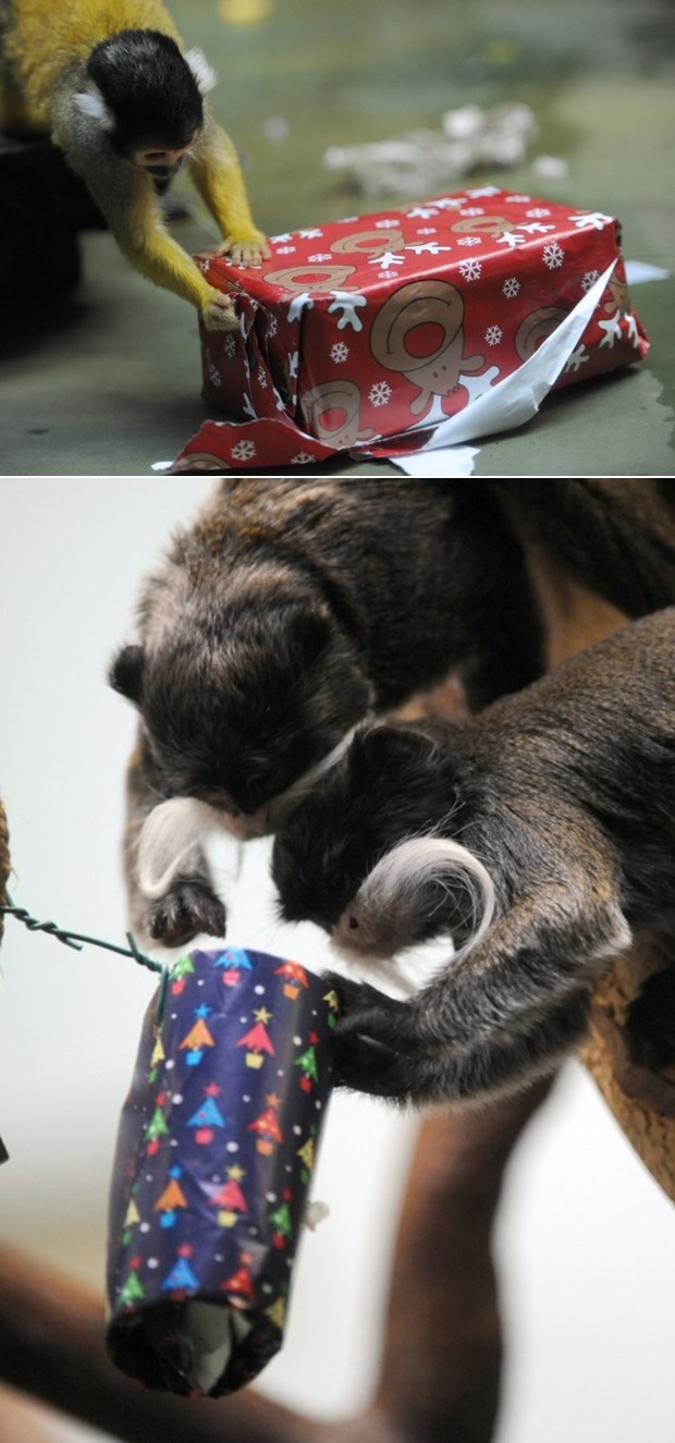 Majmunčići za Božić dobili lijepo upakirane darove