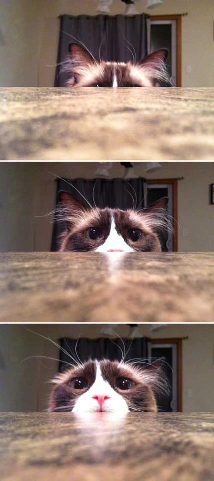 Kako lukavi mačak žica hranu i igra na emocije