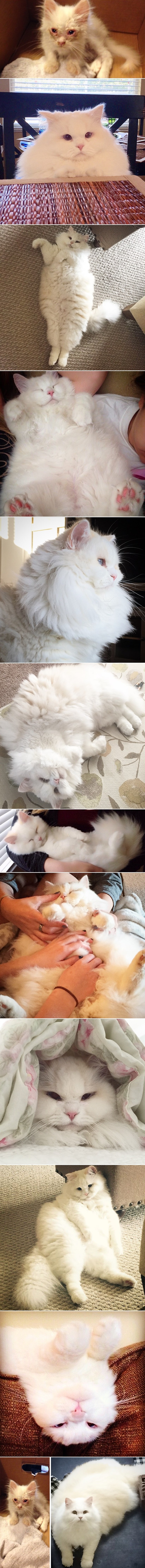 SPASILI MACU S RUBA SMRTI: Iznenadila ih najflafi dlakom u povijesti mačaka!