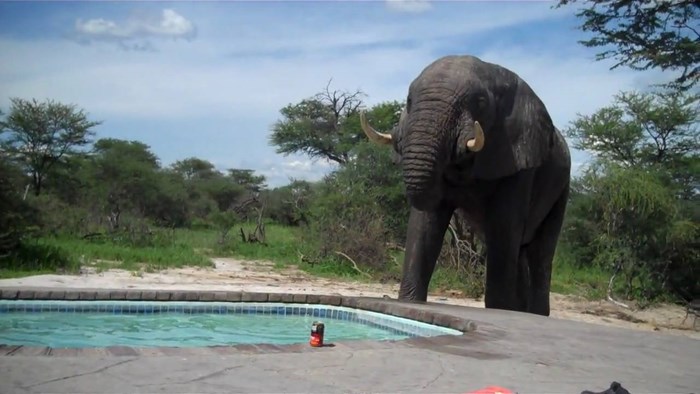 Slon je došao popiti vodu iz bazena, a ljudi koji su bili u njemu ostali su poprilično šokirani