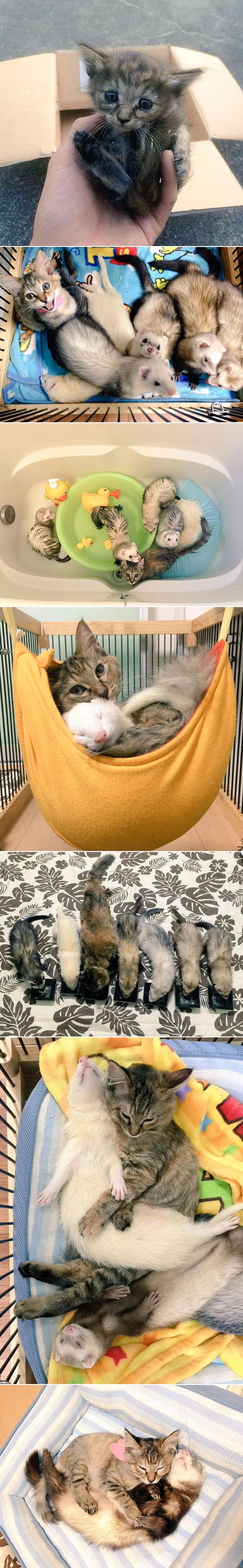 GALERIJA: Spašena kao beba, ova maca sada misli da je tvor