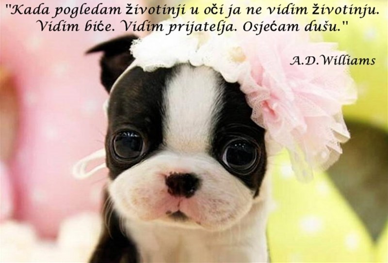 Svjetski dan zaštite životinja