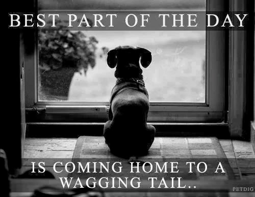 Najljepše je vratiti se kući sretnom, mašućem repiću