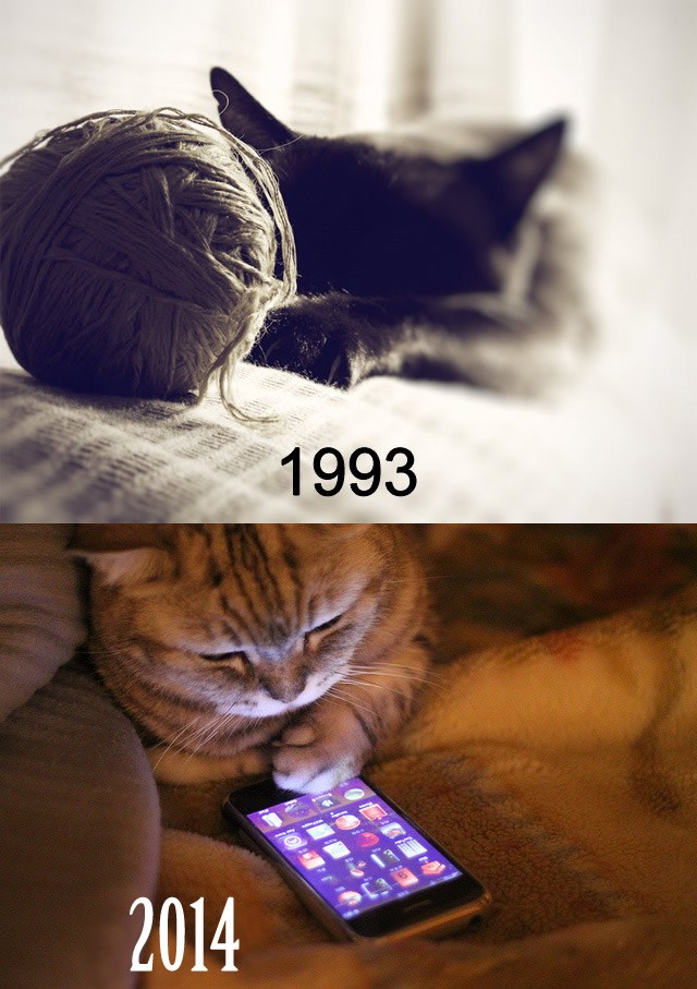 Čak su i mačke podlegle čarima smartphonea!