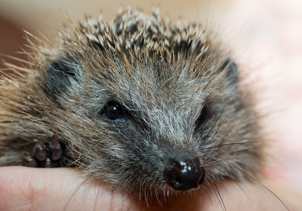 Oči u oči sa slatkim malim ježićem