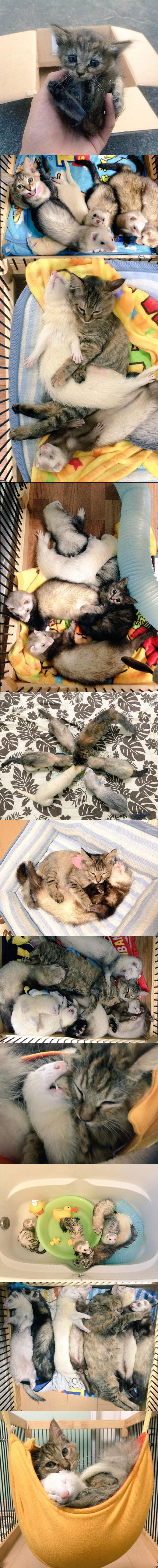 Ovu je macu prihvatila obitelj tvorova i sada misli da je jedna od njih