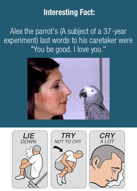 Posljednje riječi pametnog papagaja dragoj vlasnici