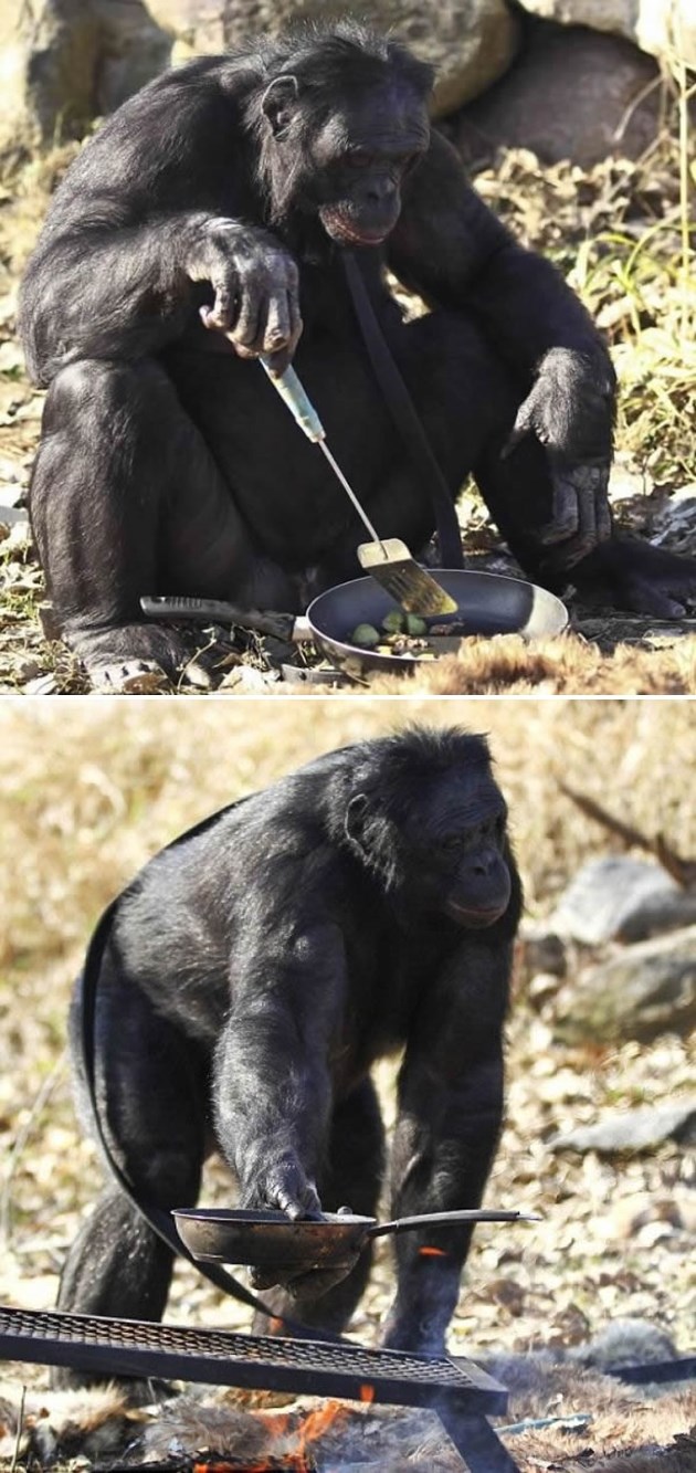 Čimpanza koji zna zapaliti vatru i skuhati ručak