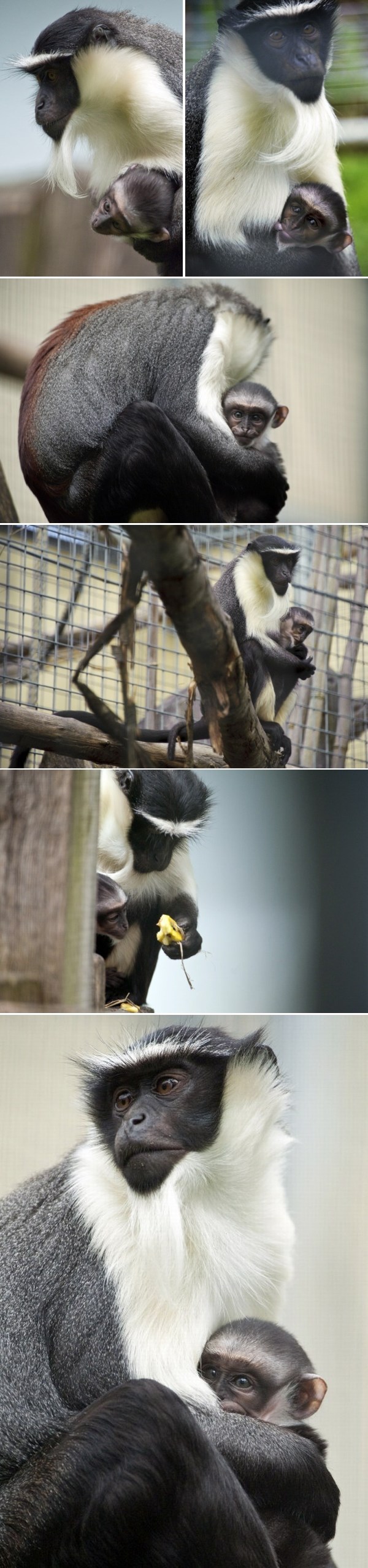 Mali majmunčić ne odvaja se od svoje mame