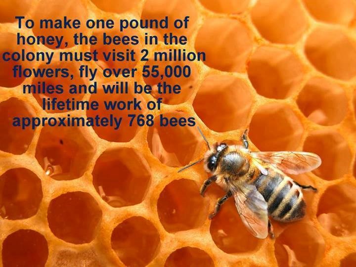 Slatki nektar zlata vrijedi: Evo koliko mukotrpno rade pčele