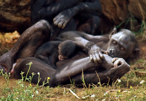 Mali majmunčić zadrijemao na maminom trbuhu