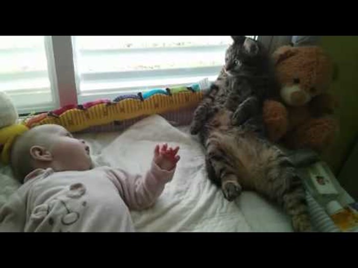 Zbunjena maca nema pojma što bi s bebom i to će vas nasmijati do suza