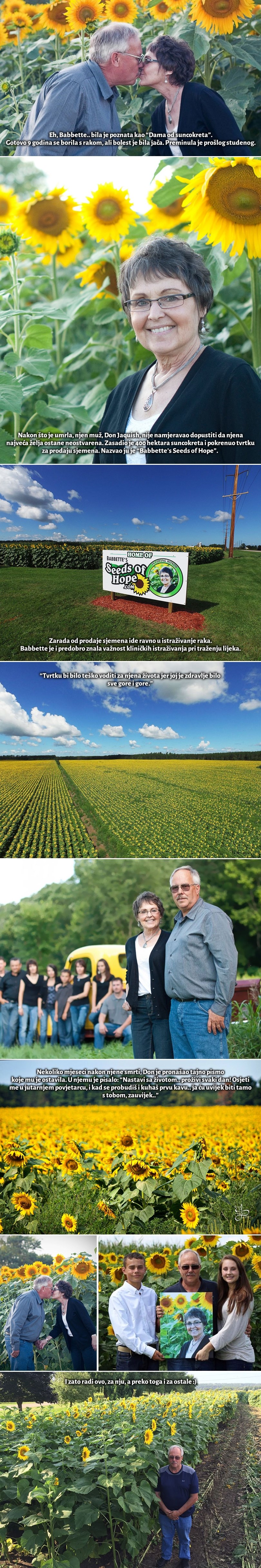 GALERIJA: Dirljiva priča o muškarcu koji je zasadio divovska polja suncokreta za ljubav svog života