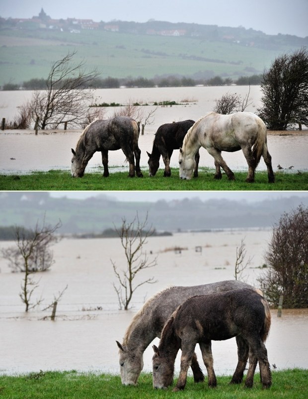 Ovim konjima ni poplava nije pokvarila uživanje na pašnjaku