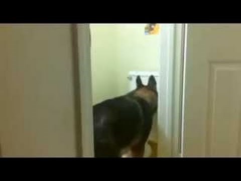 VIDEO: Njemu nije frka za van. Čak i vodu zna pustiti.