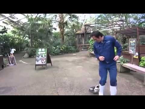 ovaj maleni pingvin se vezao za svog čuvara, pa ga slijedi u stopu..video