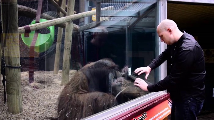 VIDEO Izveo je mađioničarski trik pred zatvorenim orangutanom, pogledajte kako je on reagirao