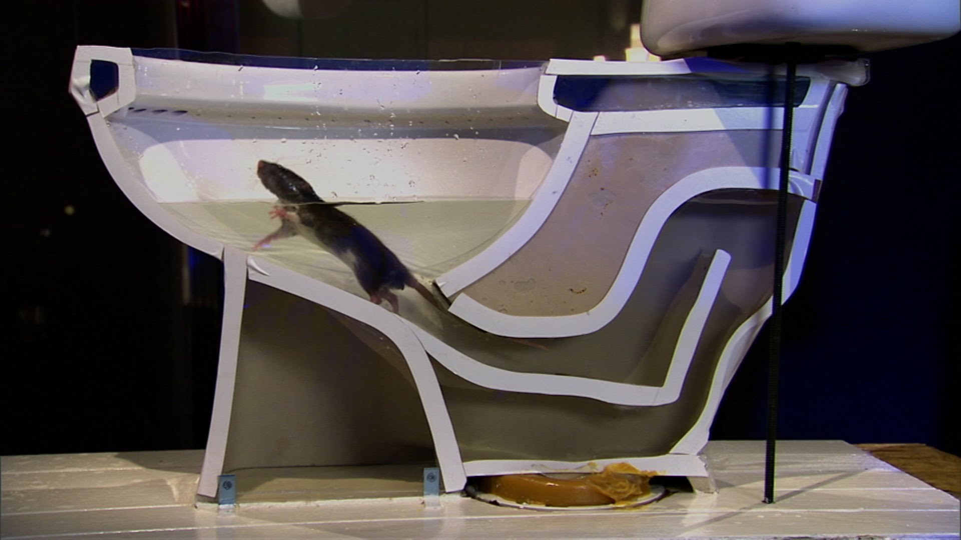 ŠTAKOR U WC-u NIJE MIT: Evo kako mali dlakavci savladavaju sve prepreke kanalizacije da bi vas prestravili